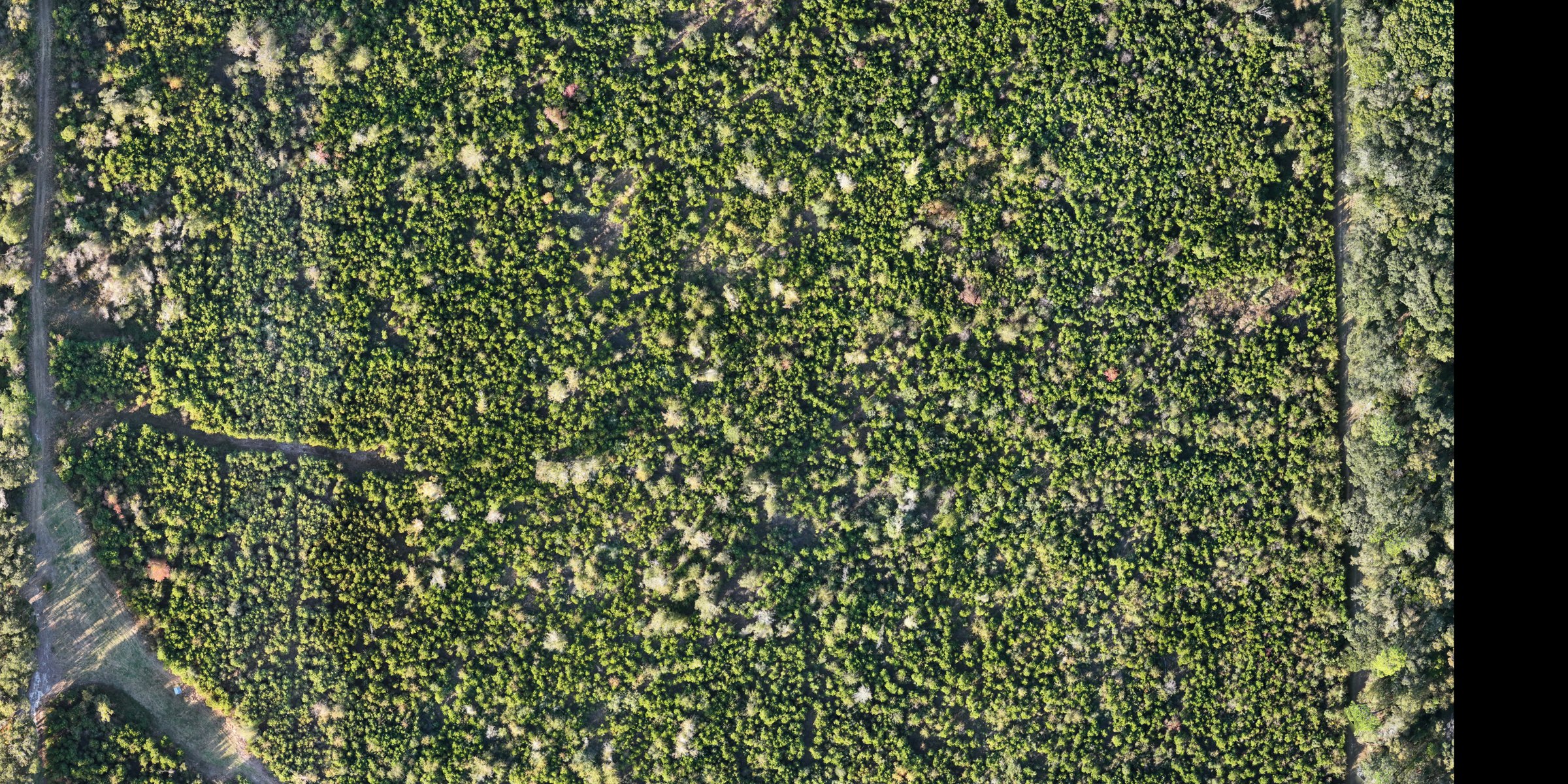 Aerial view of thick Gulf Coast woods, the kind of cover a lost dog disappears into