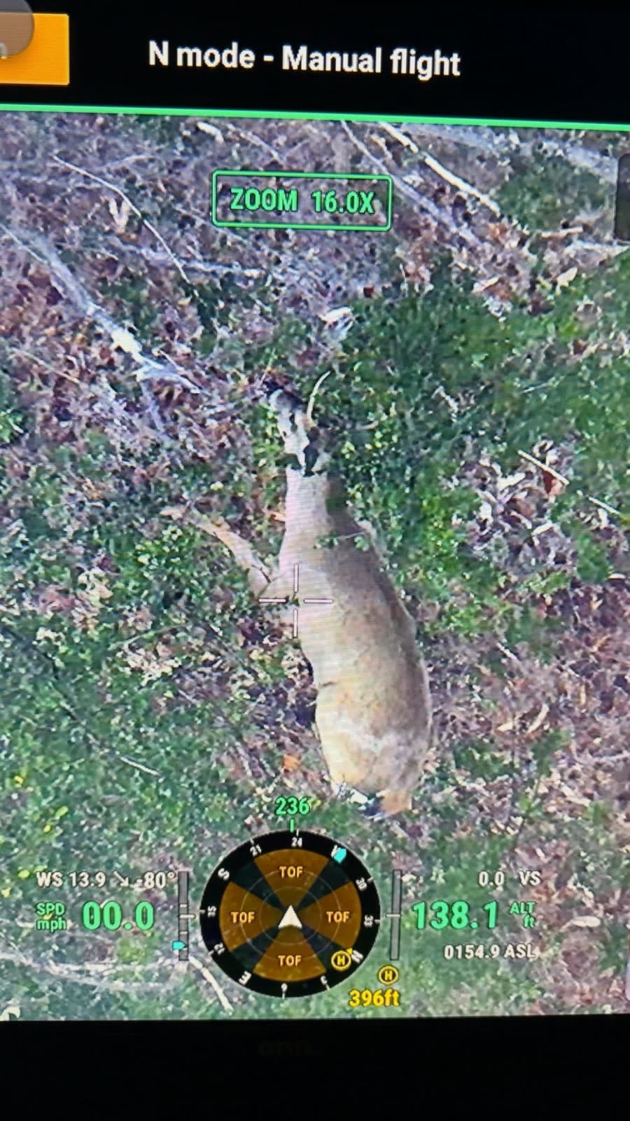 Drone controller screen zoomed to 16x, the deer visible lying in low brush directly below, flight telemetry across the bottom of the frame