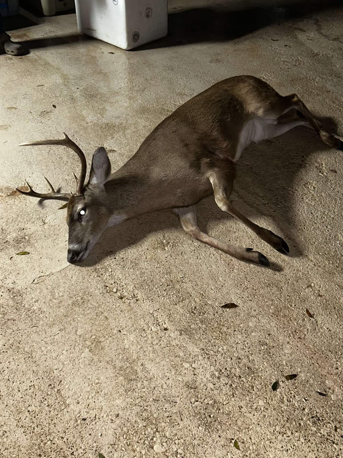 The recovered whitetail buck lying on a concrete floor after the night recovery